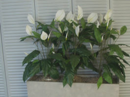 Le piante artificiali 1154 0 Le piante artificiali_ok